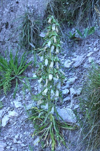 Campanula speciosa, photograph 1