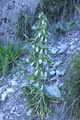 Campanula speciosa