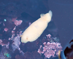 Cadlina modesta