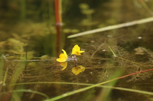 Utricularia australis iNat (3)