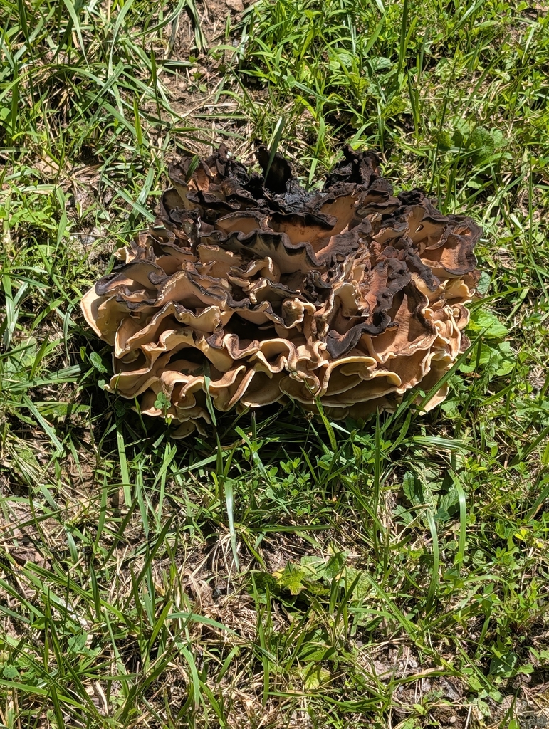 Black-staining Polypore · July 2026 · photo: Photo: no rights reserved · iNaturalist