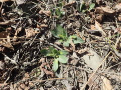 Plantago camtschatica