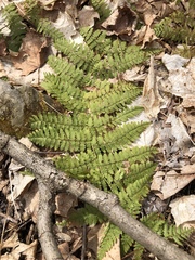 Dryopteris campyloptera