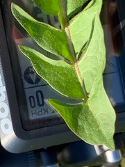 Taraxacum subhamatum