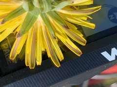 Taraxacum subhamatum