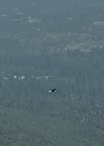 iNaturalist observation photo of Bald Eagle