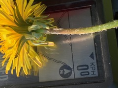 Taraxacum subhamatum