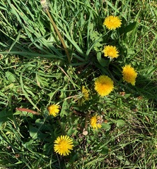 Taraxacum subhamatum