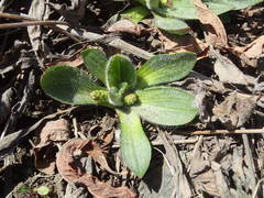 Plantago camtschatica