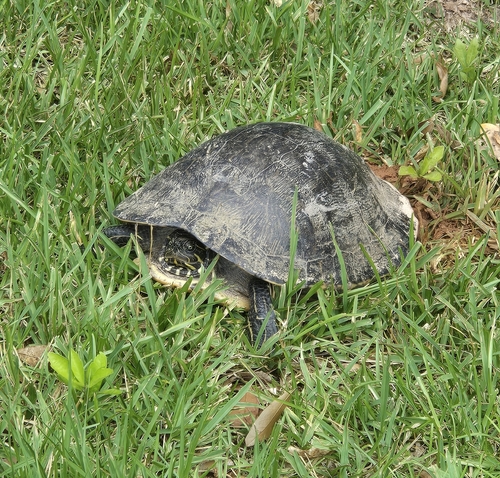 River Cooter