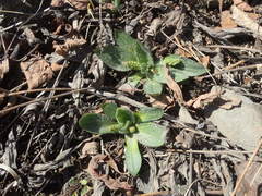 Plantago camtschatica