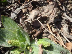 Plantago camtschatica