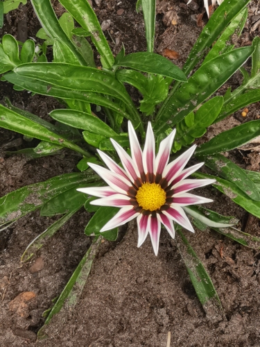 Garden Treasure Flower