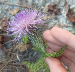 Cirsium repandum, photograph (c) Raven Dandridge, some rights reserved (CC BY)