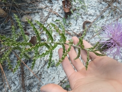 Cirsium repandum, photograph (c) Raven Dandridge, some rights reserved (CC BY)