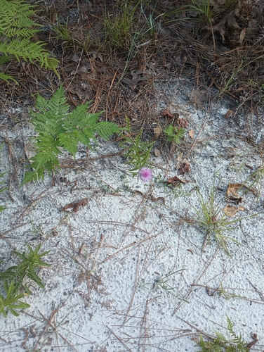 Cirsium repandum, photograph 4
