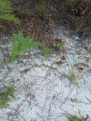 Cirsium repandum, photograph (c) Raven Dandridge, some rights reserved (CC BY)