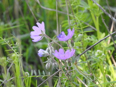 Geranium tuberosum