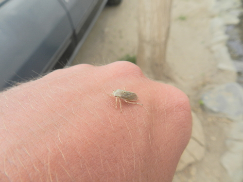 Aetalionidae