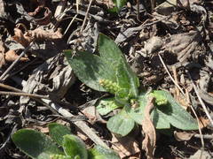 Plantago camtschatica