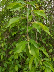 Prunus pendula
