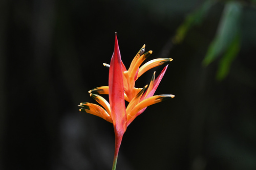 Heliconia psittacorum