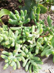 Sedum pachyphyllum