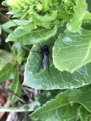 Bibio leucopterus