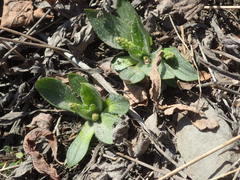 Plantago camtschatica