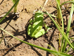 Hyla savignyi