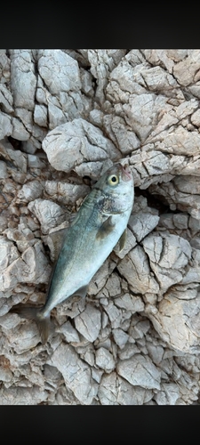 Amberjacks