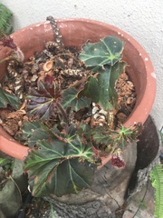 Begonia × tuberhybrida