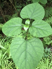 Clerodendrum bungei