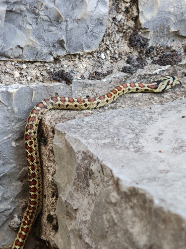 European Ratsnake