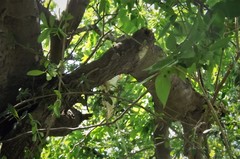 Pantherophis obsoletus