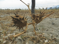 Datura ferox
