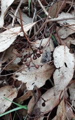 Eucalyptus polyanthemos marginalis