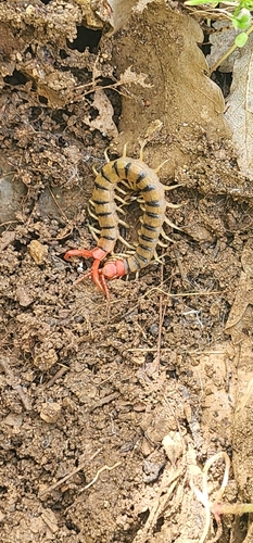 Red-headed Centipede
