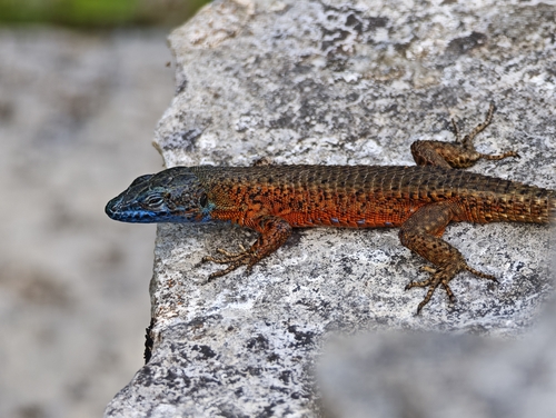 Blue-throated Keeled Lizard
