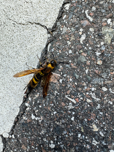 Asian Horntail