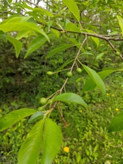 Prunus pendula