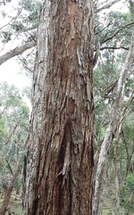 Eucalyptus polyanthemos marginalis