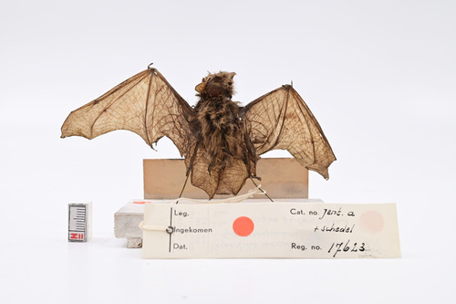 Temminck's Mysterious Bat