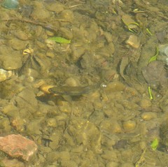 Salmo trutta fario