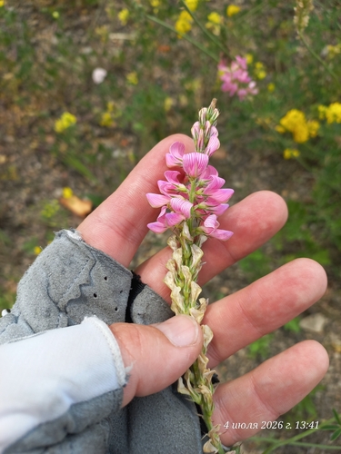 Hungarian Sainfoin