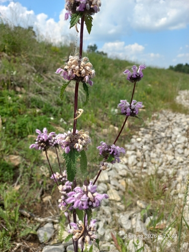Tuberous Jerusalem sage