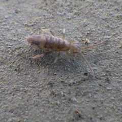 Entomobrya nivalis