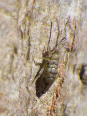 Entomobrya nivalis