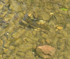 Salmo trutta fario