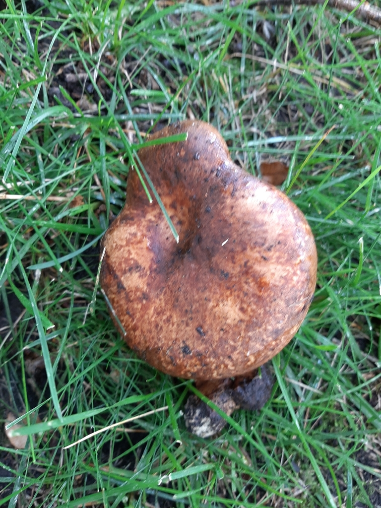 Leathery-veiled Bolete · July 2026 · photo: Photo: no rights reserved · iNaturalist